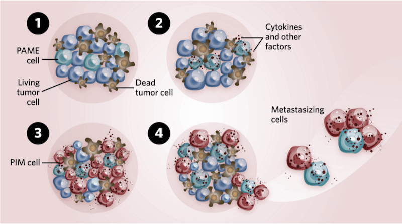 Cancer cells that survive death become more aggressive