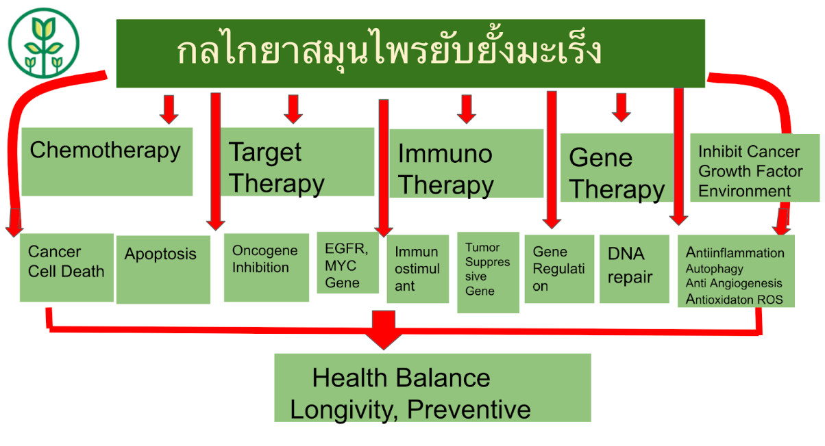 แนวทางการรักษามะเร็งของดร.ภัทร์