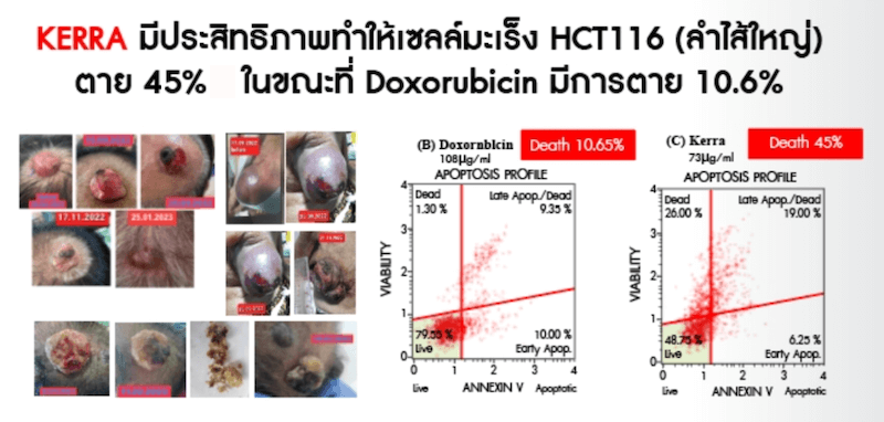 ดร.ภัทร์ และทีมงาน ได้ทำงานวิจัยสมุนไพรตำรับเพื่อรักษามะเร็งอย่างเข้มข้น